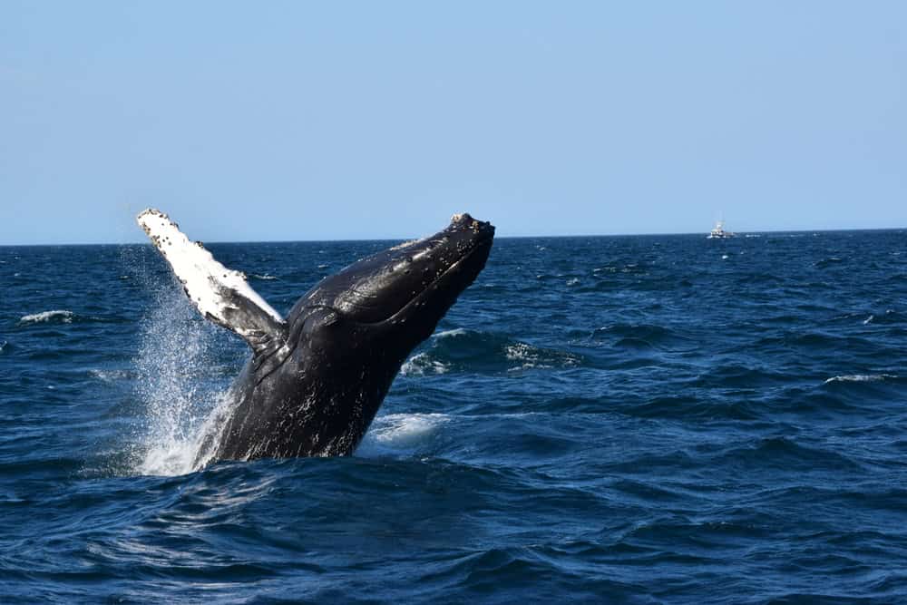 An Epic Whale Watching Adventure 3
