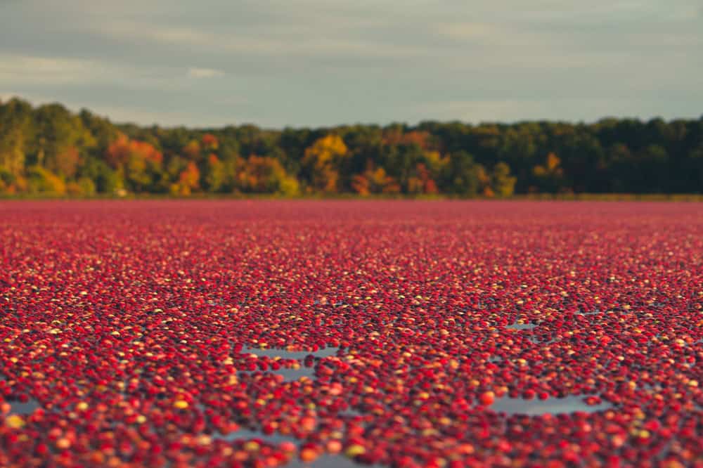 Join Us for cranberry season! 3