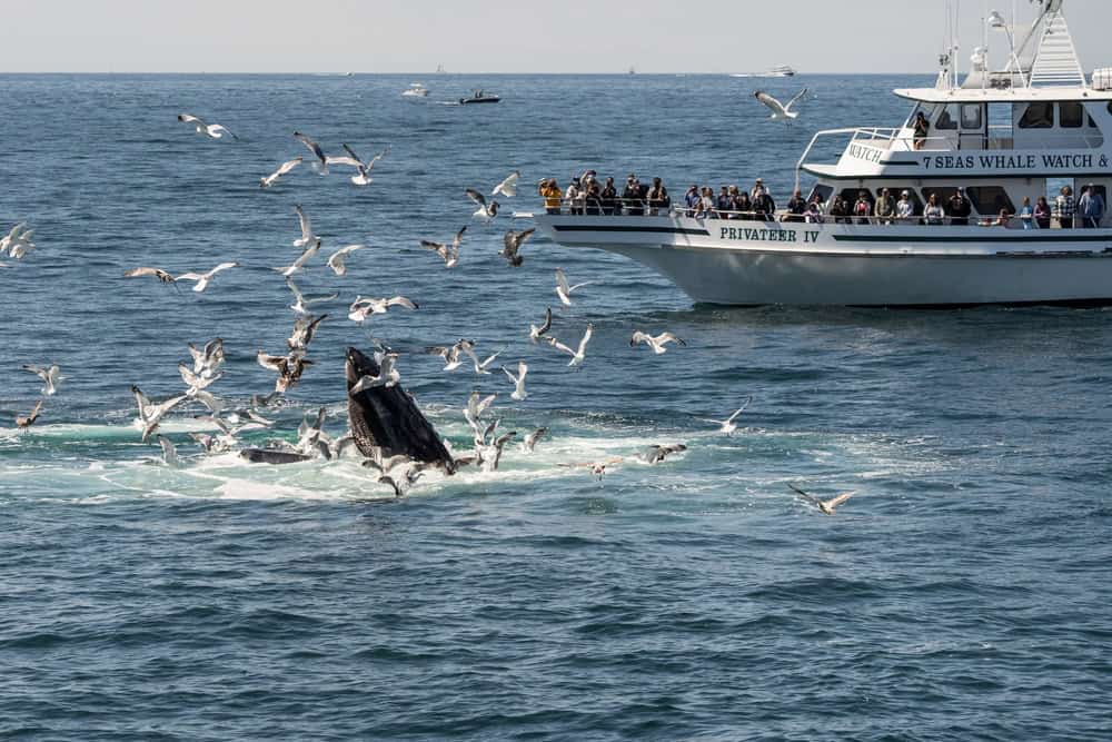 Plan Ahead for Cape Cod Whale Watching Season 4