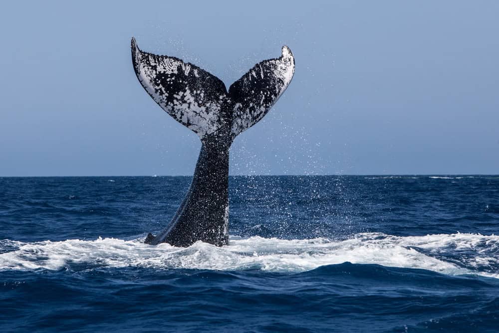 Plan Ahead for Cape Cod Whale Watching Season 3